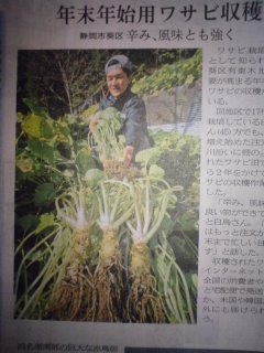 wasabi-harvest.jpg